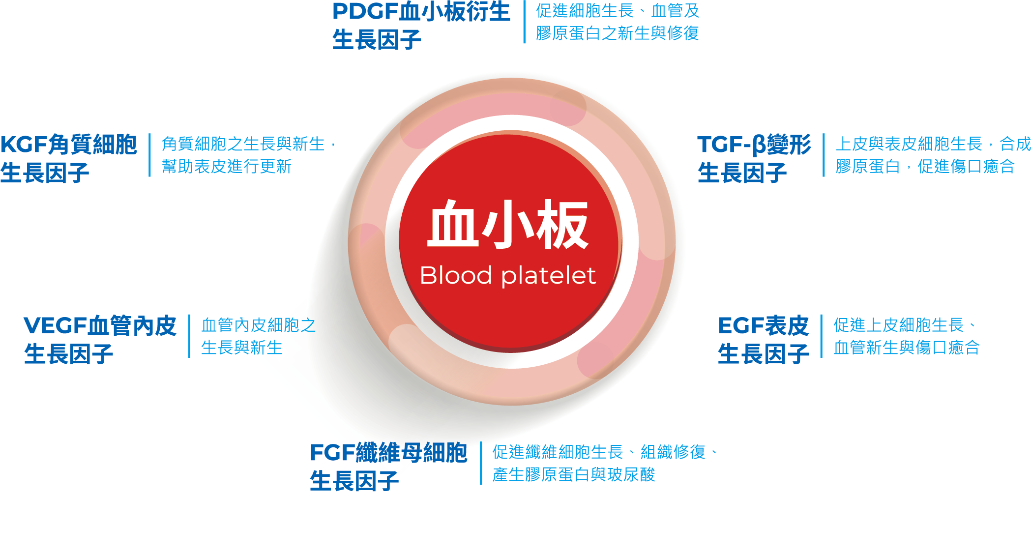 血小板所含的生長因子示意圖：PDGF、TGF-β、EGF、FGF、VEGF、KGF 等生長因子與各自相關的細胞作用